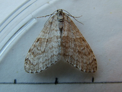 Early Tooth-striped